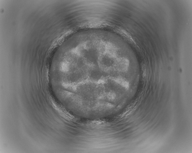 X0000071860542200607290200