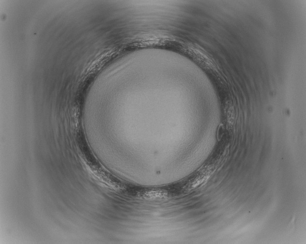 X0000071860546200607290200