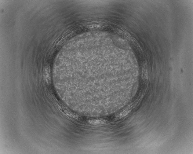 X0000071860561200607290200