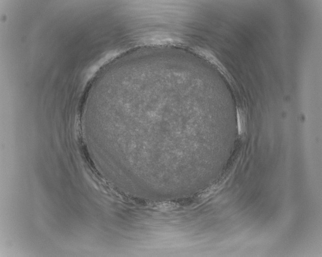 X0000071860579200607290159