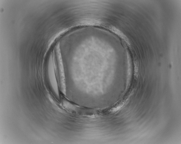 X0000071860580200607290159