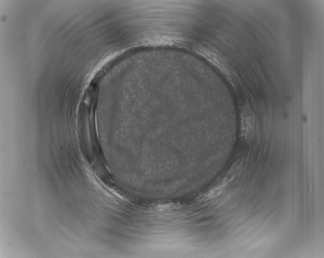 X0000071860584200607290159