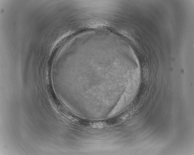 X0000071860587200607290159