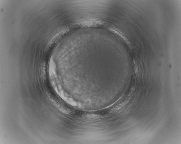 X0000071860590200607290159