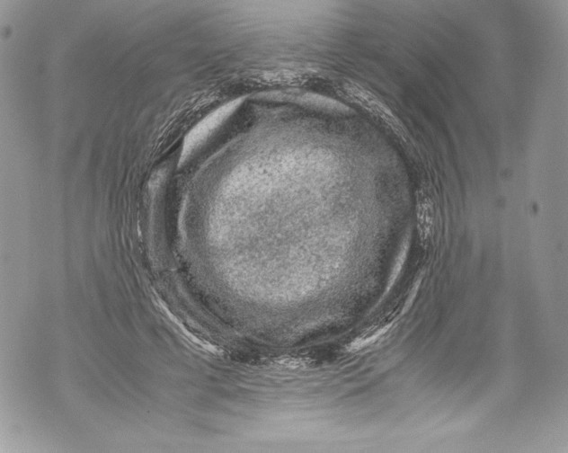 X0000071860593200607290159