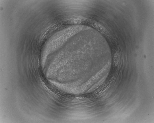 X0000071860594200607290159