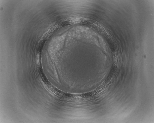 X0000071860598200607290159