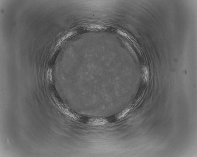 X0000071860621200607290159