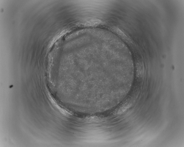 X0000071860634200607290158