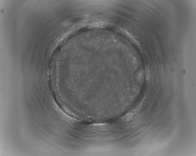 X0000071860637200607290158