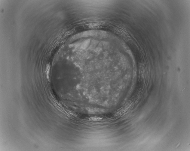 X0000071860650200607290158