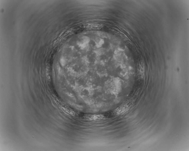 X0000071860663200607290158