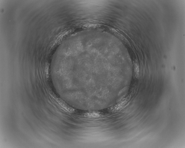 X0000071860668200607290159