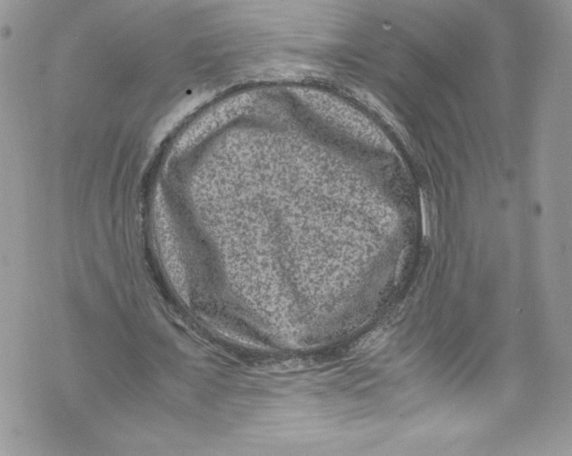 X0000071860675200607290158