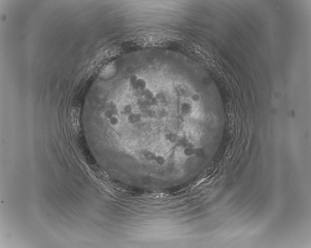 X0000071860695200607290157