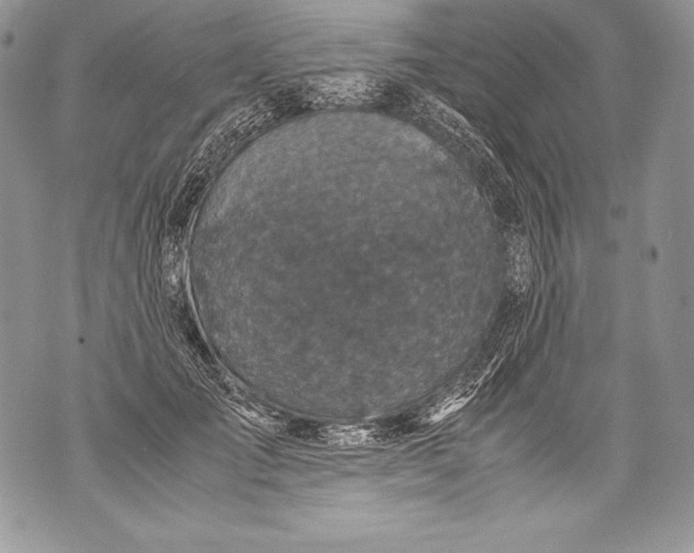 X0000071860701200607290157