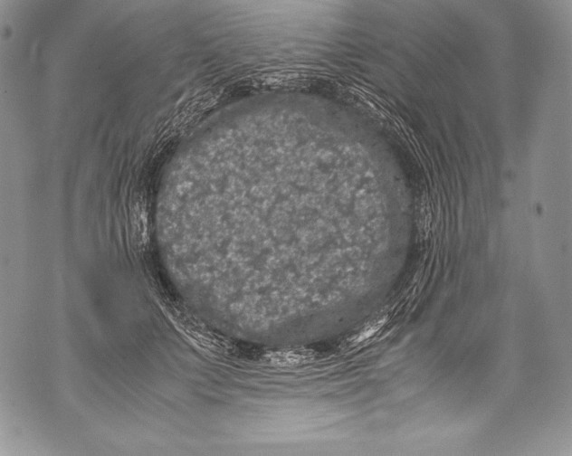 X0000071860703200607290157