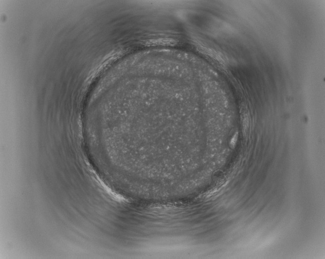 X0000071860729200607290156