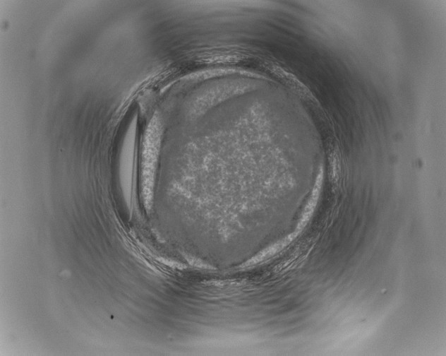 X0000071860733200607290156