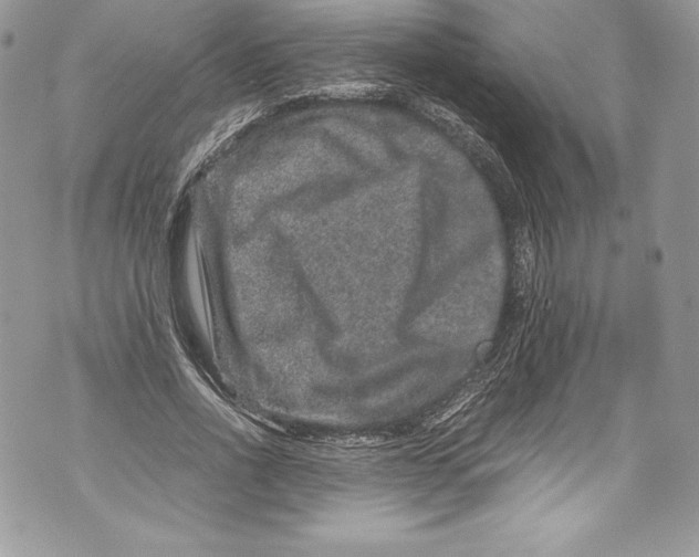 X0000071860734200607290156