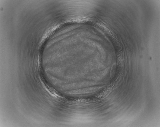 X0000071860736200607290157