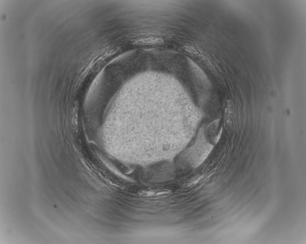 X0000071860739200607290157