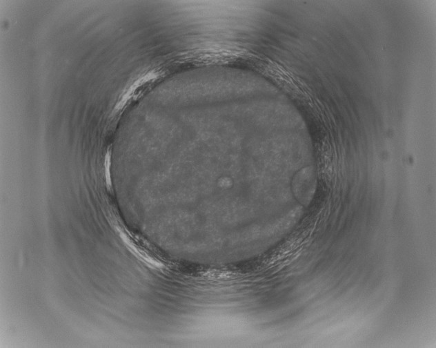 X0000071860742200607290157