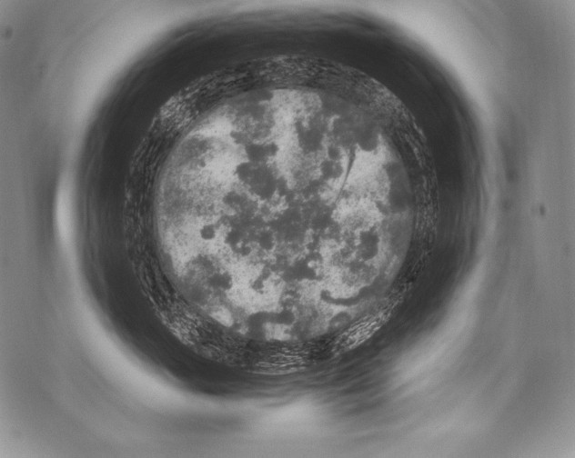 X0000071860765200607290157