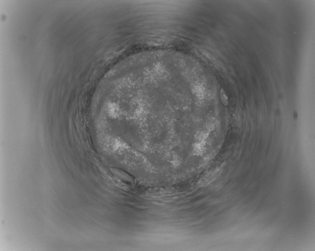 X0000071860817200607290155