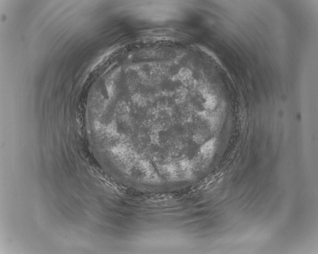 X0000071860823200607290155