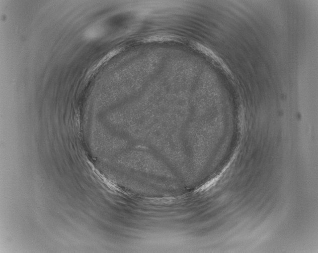 X0000071860825200607290155