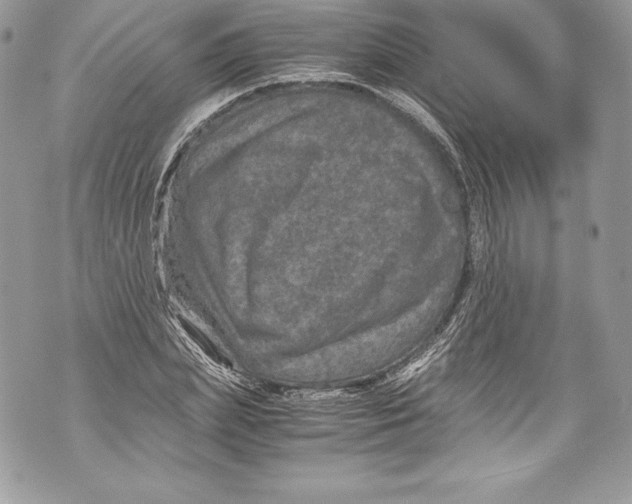 X0000071860831200607290155