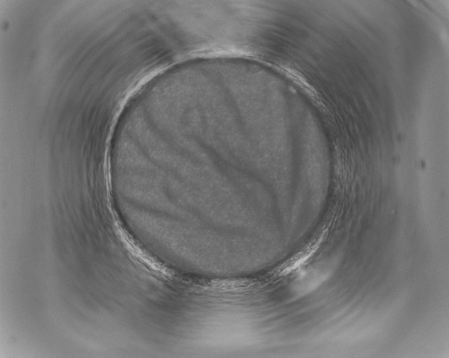 X0000071860840200607290155