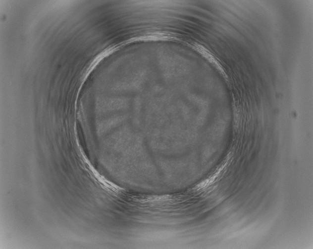 X0000071860845200607290155