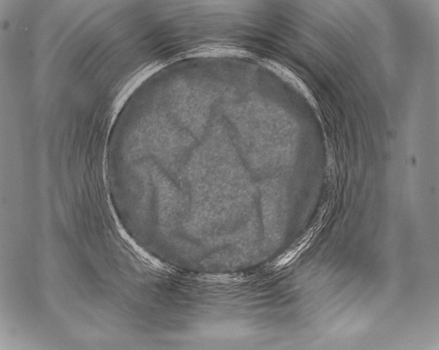 X0000071860855200607290155