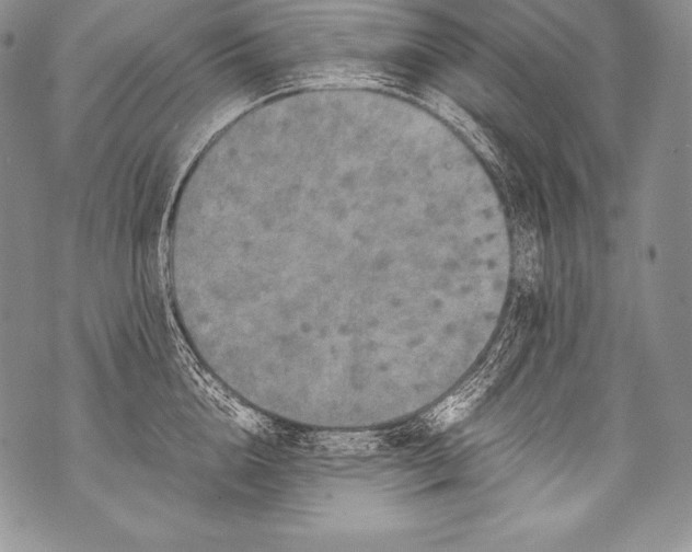 X0000071860856200607290155