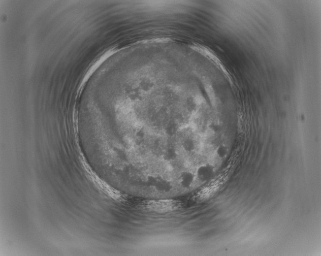 X0000071860859200607290155