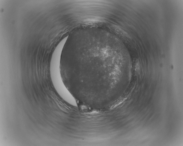 X0000071860868200607290155