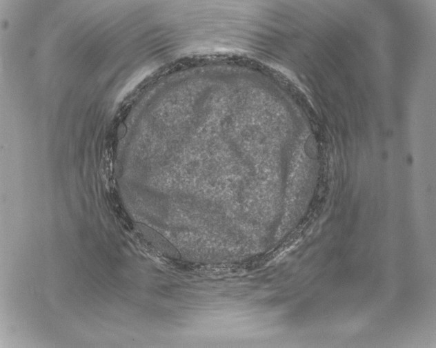 X0000071860871200607290155