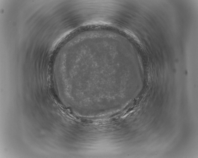 X0000071860872200607290155