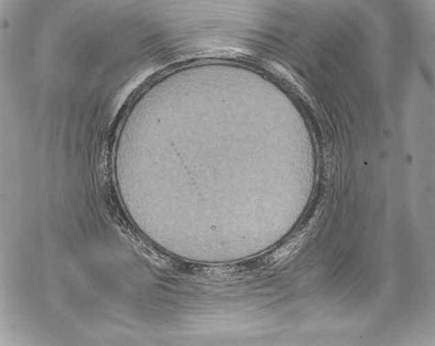 X0000071860875200607290155