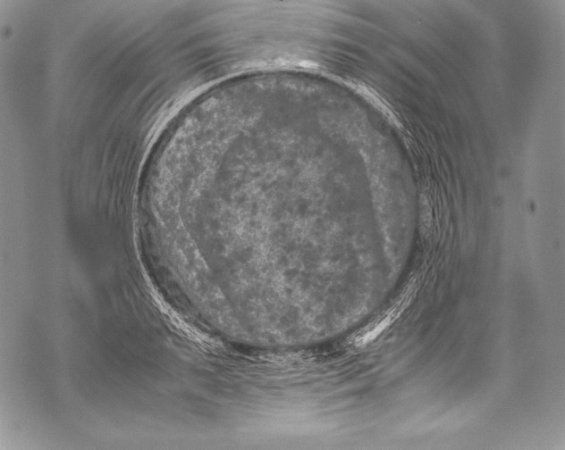 X0000071860895200607290154