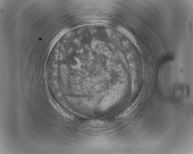 X0000071860907200607290154