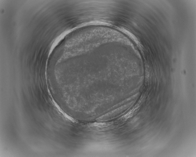 X0000071860910200607290154