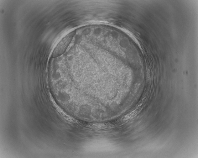 X0000071860911200607290154