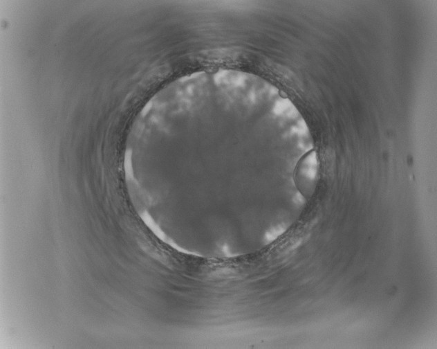 X0000071860913200607290153