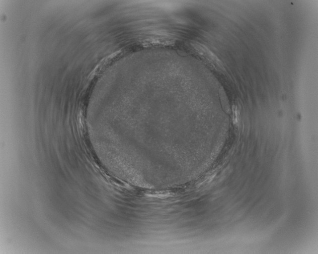 X0000071860915200607290153