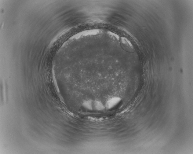 X0000071860919200607290153