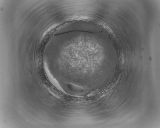 X0000071860920200607290153