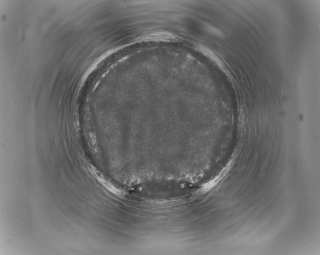 X0000071860923200607290153